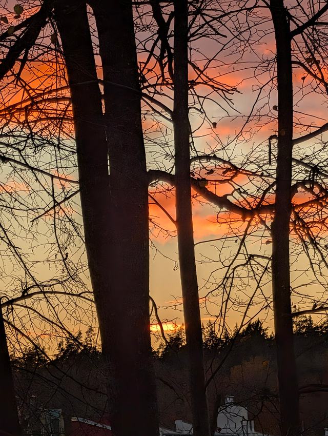 Tall dark tree trunks and bare branches in silhouette against an orange and pink sunset sky, with a dark line of forest and rooftops at the bottom.